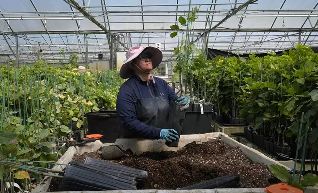 A Terviva employee puts a pongamia tree in a larger pot at the company's nursery, Thursday, March 21, 2024, in Fort Pierce, Fla. The tree grows in wet and dry soils and is mostly pest resistant. It also adds nitrogen to the soil and stores carbon, which helps to mitigate the effects of climate change. California-based Terviva has removed the bitterness from the pongamia bean to make it edible. (AP Photo/Marta Lavandier)