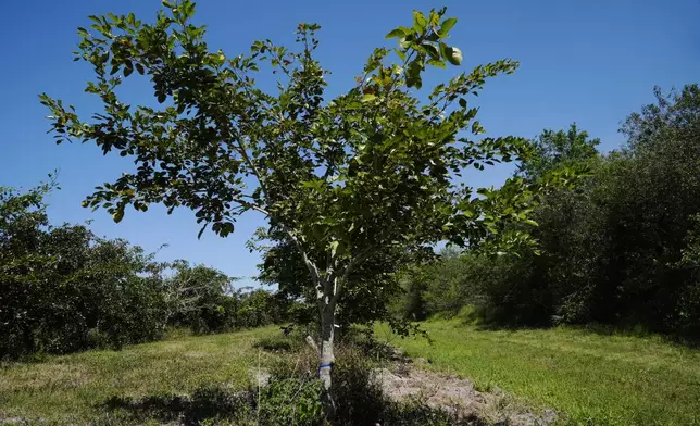 Pongamia trees grow in a grove in St. Lucie County, Fla., Thursday, March 20, 2024. The ancient tree, native to India, Southeast Asia and Australia, is now thriving in groves where citrus trees once flourished in Florida. The tree produces a legume that can be processed into plant-based protein and sustainable biofuel. (AP Photo/Marta Lavandier)