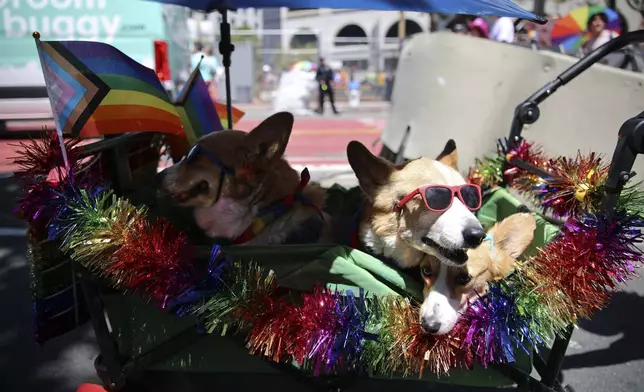 Dogs are costumed in rainbow colors during a Pride Parade, Sunday, June 30, 2024, in San Francisco. (AP Photo/Ethan Swope)