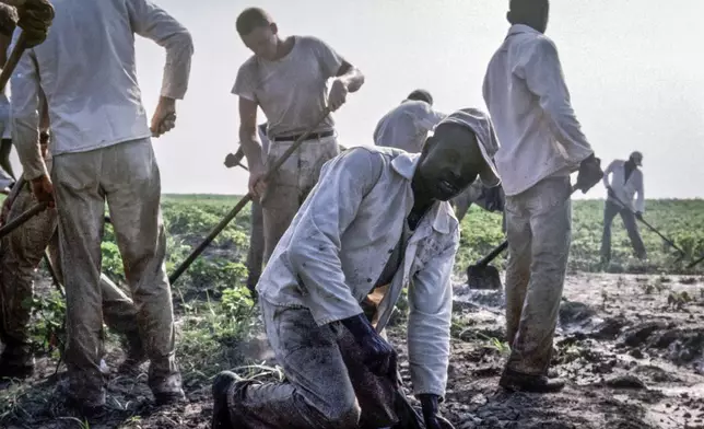 This 1972 photo shows prisoners at the Arkansas Department of Corrections Cummins Unit on work detail in the fields in Grady, Ark. As daily temperatures hit record highs across much of the South, a federal judge has taken an unusual step, challenging the treatment of mostly Black incarcerated workers in the fields. (Bruce Jackson via AP)