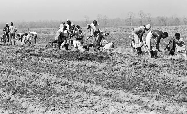 FILE - This 1980 photo shows prison laborers working in a field at the Louisiana State Penitentiary in Angola, La. In September, several incarcerated workers along with the New Orleans-based advocacy group Voice of the Experienced filed a class-action lawsuit calling for an end to the farm line, and accusing the state of cruel and unusual punishment. But as temperatures soared in May, the men asked the court in an emergency filing to stop work during extreme heat. (Keith Calhoun via AP, File)