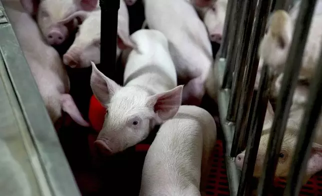 Genetically modified piglets gather together at the Revivicor research farm near Blacksburg, Va., on May 29, 2024, where organs are retrieved for animal-to-human transplant experiments. (AP Photo/Shelby Lum)