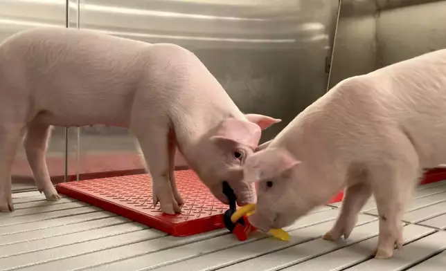 In this photo provided by the United Therapeutics Corporation, genetically modified pigs stand inside the protective barrier at the company's designated pathogen-free facility in Christiansburg, Va., in May 2024. These pigs will eventually supply organs for clinical trials. (United Therapeutics Corporation via AP)