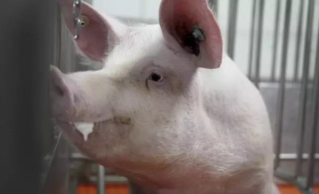 A pig stands in a pen at the Revivicor research farm near Blacksburg, Va., on May 29, 2024, where organs are retrieved for animal-to-human transplant experiments. (AP Photo/Shelby Lum)