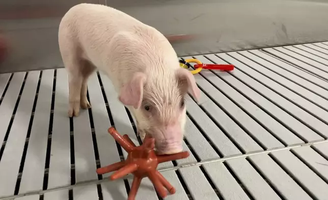 In this photo provided by the United Therapeutics Corporation, a genetically modified pig stands inside the protective barrier at the company's designated pathogen-free facility in Christiansburg, Va., in May 2024. These pigs will eventually supply organs for clinical trials. (United Therapeutics Corporation via AP)