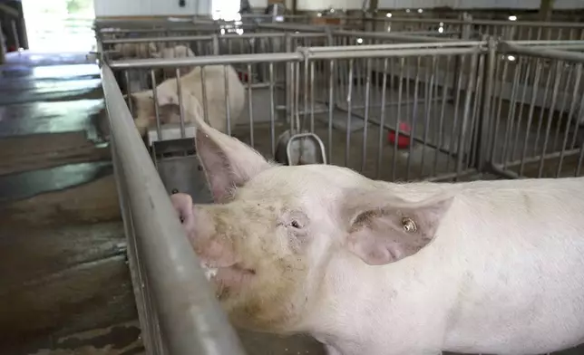 PIgs stand in pens at the Revivicor research farm near Blacksburg, Va., on May 29, 2024, where organs are retrieved for animal-to-human transplant experiments. (AP Photo/Shelby Lum)