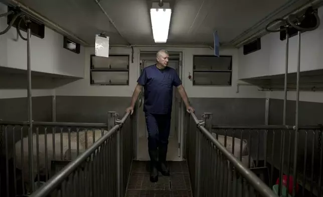 David Ayares, president and chief scientific officer of Revivicor, looks at pigs at the company's research farm near Blacksburg, Va., on May 29, 2024, where organs are retrieved for animal-to-human transplant experiments. (AP Photo/Shelby Lum)