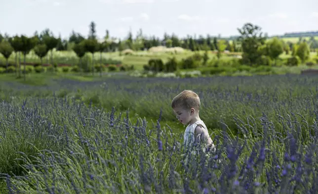 A boy walks through the lavender field in Dobro Park, Motyzhyn, Kyiv region, Ukraine, Wednesday, June 26, 2024. Despite hardships brought by war flowers fill Kyiv and other Ukrainian cities. Dobro Park, a 370-acre (150 hectare) privately-run garden and recreation area west of Kyiv, was rebuilt after the Russian attack and occupation that lasted for more than a month.(AP Photo/Anton Shtuka)