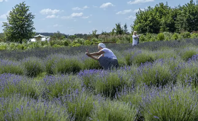 A woman takes photos in the lavender field in Dobro Park, Motyzhyn, Kyiv region, Ukraine, Wednesday, June 26, 2024. Despite hardships brought by war flowers fill Kyiv and other Ukrainian cities. Dobro Park, a 370-acre (150 hectare) privately-run garden and recreation area west of Kyiv, was rebuilt after the Russian attack and occupation that lasted for more than a month.(AP Photo/Anton Shtuka)