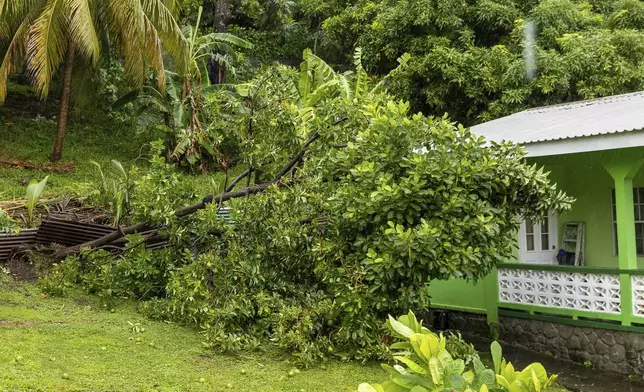 A tree slumps after being uprooted by Hurricane Beryl in Kingstown, St. Vincent and the Grenadines, Monday, July 1, 2024. (AP Photo/Lucanus Ollivierre)
