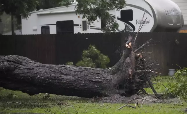 A tree uprooted by the effects of Hurricane Beryl lies in a lawn, Monday, July 8, 2024, in Bay City, Texas. (AP Photo/Eric Gay)