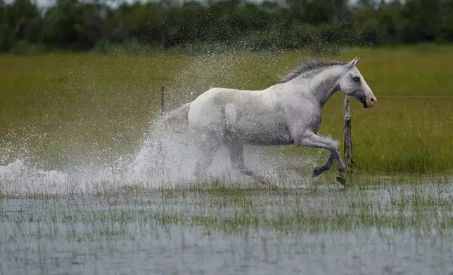 A horse runs through a flooded field after Beryl moved through the area, Monday, July 8, 2024, in Matagorda, Texas. Tropical Storm Beryl unleashed heavy rains and powerful winds along the Texas coast on Monday, knocking out power to homes and businesses and flooding streets with fast-rising waters as first responders raced to rescue stranded residents. (AP Photo/Eric Gay)