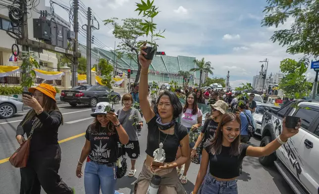 Cannabis activists and entrepreneurs, hold cannabis plant as they march to Government House in Bangkok, Thailand, Monday, July 8, 2024. Two years after marijuana was decriminalized in Thailand, nearly a hundred of its advocates marched to the prime minister’s office Monday to protest a possible ban on general use. (AP Photo/Sakchai Lalit)