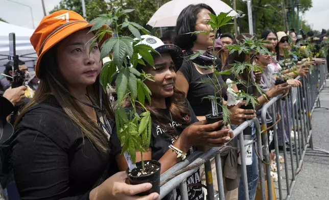 Cannabis activists and entrepreneurs, hold cannabis plant in front of Government House in Bangkok, Thailand, Monday, July 8, 2024. Two years after marijuana was decriminalized in Thailand, nearly a hundred of its advocates marched to the prime minister’s office Monday to protest a possible ban on general use. (AP Photo/Sakchai Lalit)