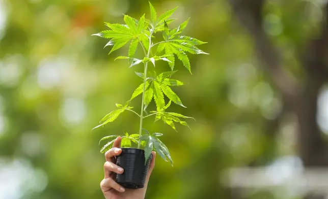 A cannabis activist holds a cannabis plant during a march to Government House in Bangkok, Thailand, Monday, July 8, 2024. Two years after marijuana was decriminalized in Thailand, nearly a hundred of its advocates marched to the prime minister’s office Monday to protest a possible ban on general use. (AP Photo/Sakchai Lalit)