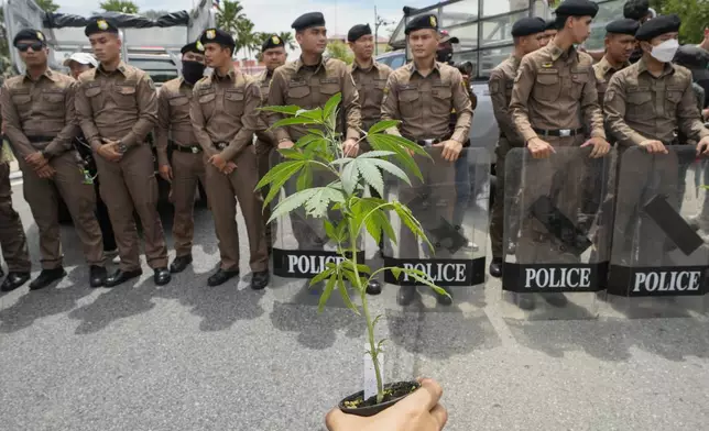 Police stand guard as cannabis activists and entrepreneurs, holding cannabis plant gather in front of Government House in Bangkok, Thailand, Monday, July 8, 2024. Two years after marijuana was decriminalized in Thailand, nearly a hundred of its advocates marched to the prime minister’s office Monday to protest a possible ban on general use. (AP Photo/Sakchai Lalit)