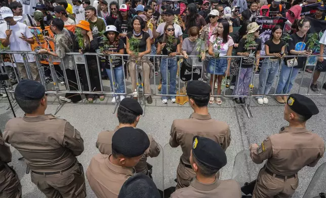 Cannabis activists and entrepreneurs, hold cannabis plant as they gather in front of Government House in Bangkok, Thailand, Monday, July 8, 2024. Two years after marijuana was decriminalized in Thailand, nearly a hundred of its advocates marched to the prime minister’s office Monday to protest a possible ban on general use. (AP Photo/Sakchai Lalit)