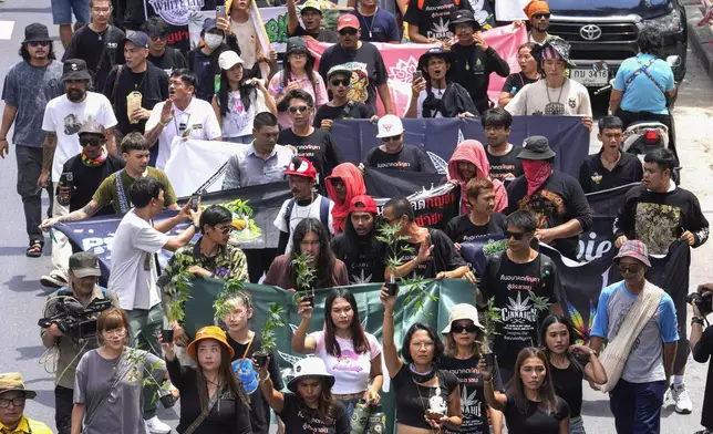 Cannabis activists and entrepreneurs, hold cannabis plant as they march to Government House in Bangkok, Thailand, Monday, July 8, 2024. Two years after marijuana was decriminalized in Thailand, nearly a hundred of its advocates marched to the prime minister’s office Monday to protest a possible ban on general use. (AP Photo/Sakchai Lalit)