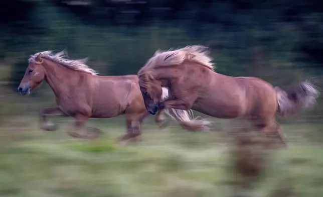 Icelandic horses run in their paddock at a stud farm in Wehrheim, Germany, early Tuesday, Aug. 13, 2024. (AP Photo/Michael Probst)