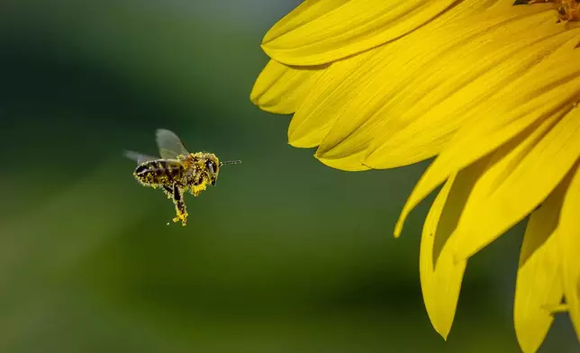 A bee flies to a sunflower on a field in the outskirts of Frankfurt, Germany, Wednesday, Aug. 28, 2024. (AP Photo/Michael Probst)