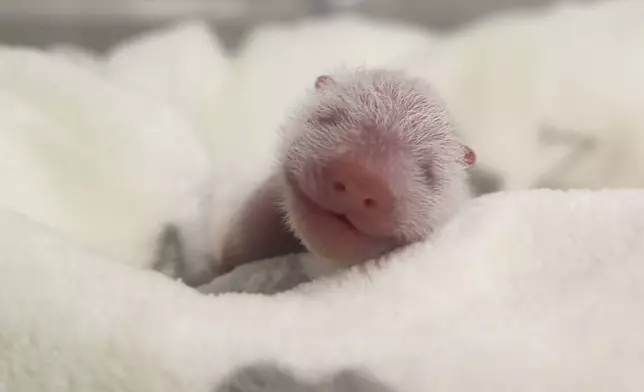 This photo released by the Zoo Berlin on Tuesday, Aug. 27, shows a newborn panda at the Zoo in Berlin. (© 2024 Zoo Berlin via AP)