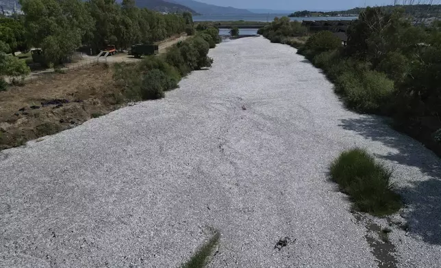 Tons of dead fish fill a river near the port city of Volos, central Greece, Thursday, Aug. 29, 2024, following a mass die-off linked to extreme climate fluctuations. (AP Photo/Vaggelis Kousioras)