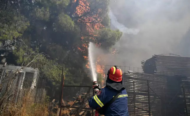 A firefighter tries to extinguish the flames on a burning tree in northern Athens, Monday, Aug. 12, 2024, as hundreds of firefighters tackle a major wildfire raging out of control on fringes of the Greek capital. (AP Photo/Michael Varaklas)