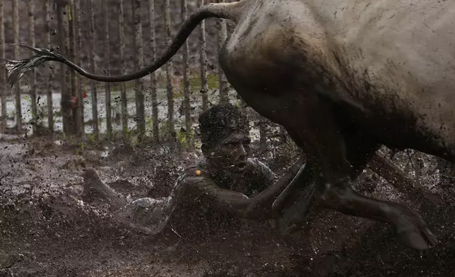 A farmer holds onto the reins as he slides through mud behind his speeding oxen during a traditional oxen plow race known as Nangarni Spardha at Dervan village in Ratnagiri district, in the Indian state of Maharashtra, Thursday, Aug. 22, 2024. (AP Photo/Rajanish Kakade)