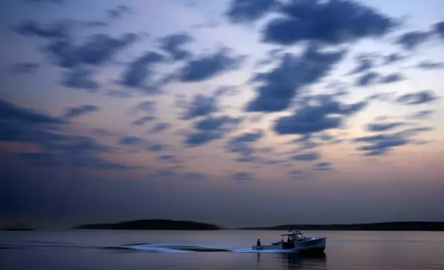 A lobster fishing boat motors out to sea under the dawn sky, Wednesday, Aug. 14, 2024, on Casco Bay in South Portland, Maine. (AP Photo/Robert F. Bukaty)