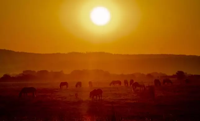 Icelandic horses graze in a meadow at a stud farm in Wehrheim, Germany, at sunrise, Tuesday, Aug. 13, 2024. (AP Photo/Michael Probst)