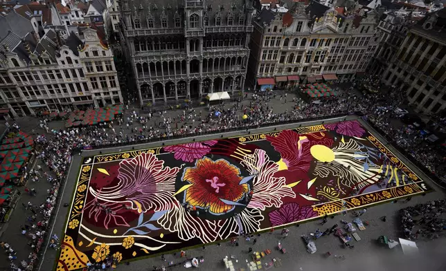 Volunteers work placing Belgian grown begonia's into a giant flower carpet with an Art Nouveau theme at the historic Grand Place in Brussels, Thursday, Aug. 15, 2024. (AP Photo/Virginia Mayo)