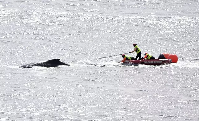 Wildlife rescue workers attempt to release a humpback whale tangled in ropes in Sydney Harbour Friday, Aug. 23, 2024. (Dan Himbrechts/AAP Image via AP)