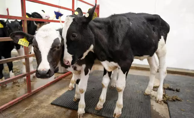 Vaccinated calves stand in a pen in a large animal containment building at the U.S. Department of Agriculture's National Animal Disease Center research facility in Ames, Iowa, on Tuesday, Aug. 6, 2024. (AP Photo/Charlie Neibergall)