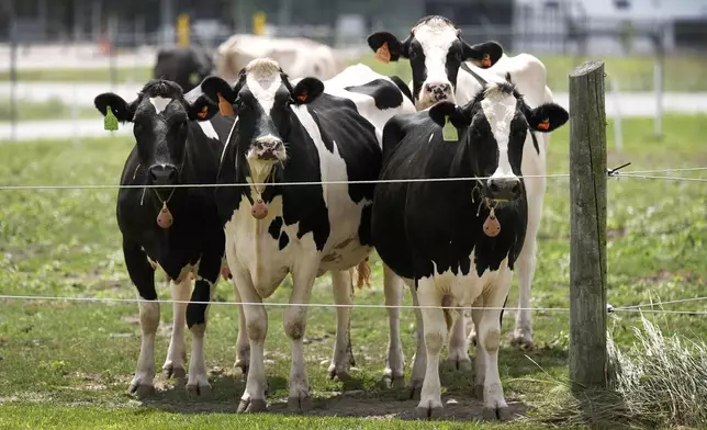 Dairy cows stand in a field outside of a milking barn at the U.S. Department of Agriculture's National Animal Disease Center research facility in Ames, Iowa, on Tuesday, Aug. 6, 2024. (AP Photo/Charlie Neibergall)