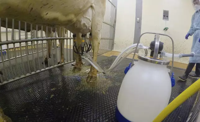 In this photo provided by the U.S. Department of Agriculture, a dairy cow is milked before inoculation against bird flu in a containment building at the National Animal Disease Center research facility in Ames, Iowa, on Friday, July 19, 2024. (USDA Agricultural Research Service via AP)