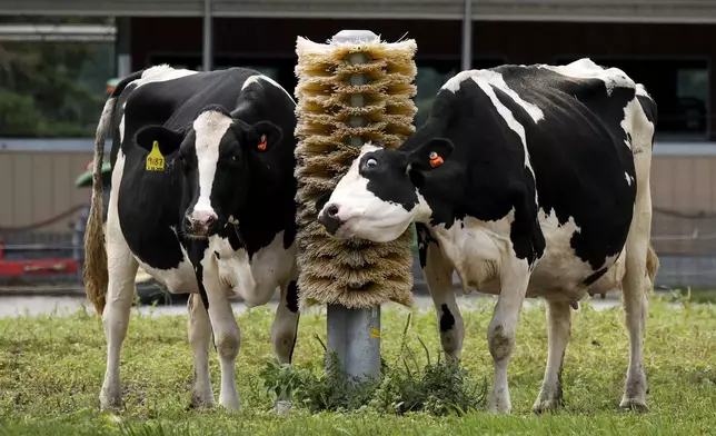 Dairy cows stand in a field outside of a milking barn at the U.S. Department of Agriculture's National Animal Disease Center research facility in Ames, Iowa, on Tuesday, Aug. 6, 2024. (AP Photo/Charlie Neibergall)