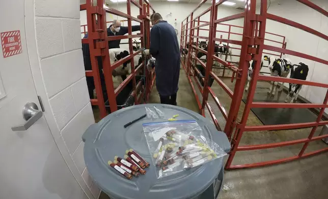 In this photo provided by the U.S. Department of Agriculture, animal care staff prepare to collect a blood sample from a dairy calf vaccinated against bird flu in a containment building at the National Animal Disease Center research facility in Ames, Iowa, on Wednesday, July 31, 2024. (USDA Agricultural Research Service via AP)