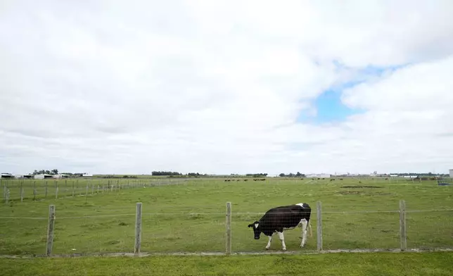 A cow stands in a field at the U.S. Department of Agriculture's National Animal Disease Center research facility in Ames, Iowa, on Tuesday, Aug. 6, 2024. (AP Photo/Charlie Neibergall)