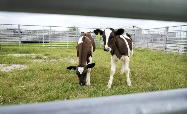 Calves stand in a pen at the U.S. Department of Agriculture's National Animal Disease Center research facility in Ames, Iowa, on Tuesday, Aug. 6, 2024. (AP Photo/Charlie Neibergall)