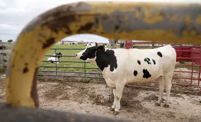 A cow stands in a feeding pen at the U.S. Department of Agriculture's National Animal Disease Center research facility in Ames, Iowa, on Tuesday, Aug. 6, 2024. (AP Photo/Charlie Neibergall)