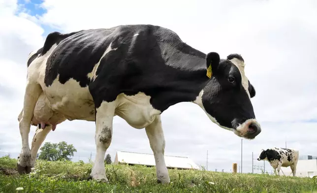 Dairy cows stand in a field outside of a milking barn at the U.S. Department of Agriculture's National Animal Disease Center research facility in Ames, Iowa, on Tuesday, Aug. 6, 2024. (AP Photo/Charlie Neibergall)