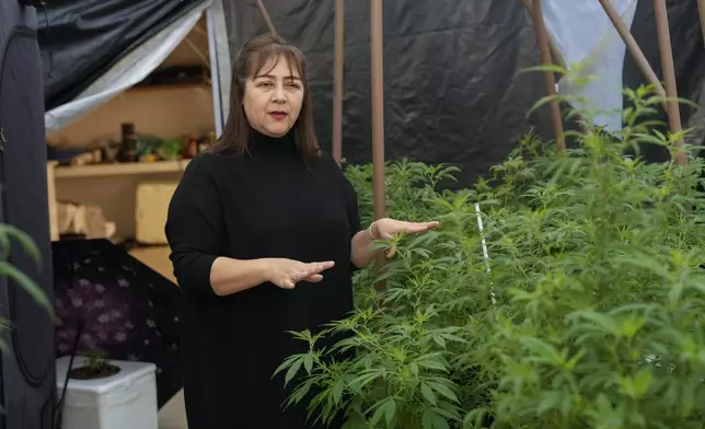 Maria Aparecida Carvalho speaks during an interview while standing next to the marijuana plants she cultivates for medicinal purposes, in the backyard of her home in Sao Paulo, Wednesday, July 10, 2024. (AP Photo/Andre Penner)