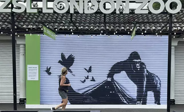 A runner passes a reproduction of a Banksy mural outside the London Zoo, Sunday, Aug. 18, 2024. The London Zoo has removed Banksy's gorilla mural from its entrance gate. The painting was the final animal-themed work by the street artist that appeared over nine consecutive days in London. (AP Photo/Brian Melley)