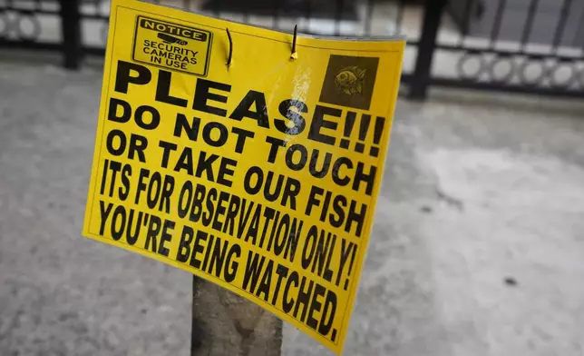 A sign is posted near to a pool of water with fish swimming inside in the Brooklyn borough of New York, Friday, Aug. 9, 2024. (AP Photo/Pamela Smith)