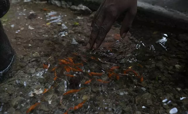 A man touches a pool of water with fish swimming inside next to a fire hydrant in the Brooklyn borough of New York, Friday, Aug. 9, 2024. (AP Photo/Pamela Smith)