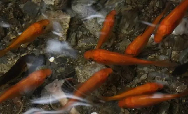 Fish swim in a pool of water next to a fire hydrant in the Brooklyn borough of New York, Friday, Aug. 9, 2024. (AP Photo/Pamela Smith)