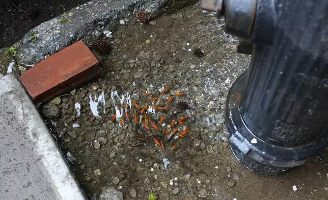 Fish swim in a pool of water next to a fire hydrant in the Brooklyn borough of New York, Friday, Aug. 9, 2024. (AP Photo/Pamela Smith)