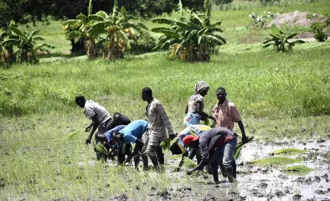 Farmers plant rice at a farm in Binmar, Chad, Friday, July 19, 2024. (AP Photo/Robert Bociaga)