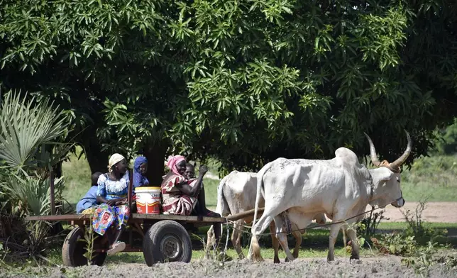 Women are transported by a bullock cart in the village of Binmar, Chad, Friday, July 19, 2024. (AP Photo/Robert Bociaga)