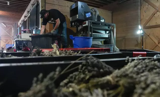 Stephen Burnett processes dried lavender, Wednesday, Aug. 21, 2024, at Hereward Farms in East Garafraxa, Ontario. (AP Photo/Joshua A. Bickel)